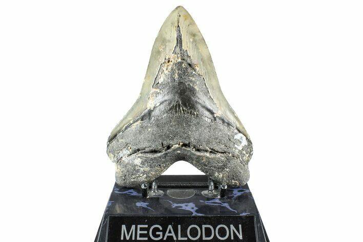 Bargain, Fossil Megalodon Tooth - North Carolina #368428